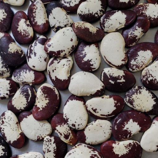 Garrofon Lima Beans BN145-25