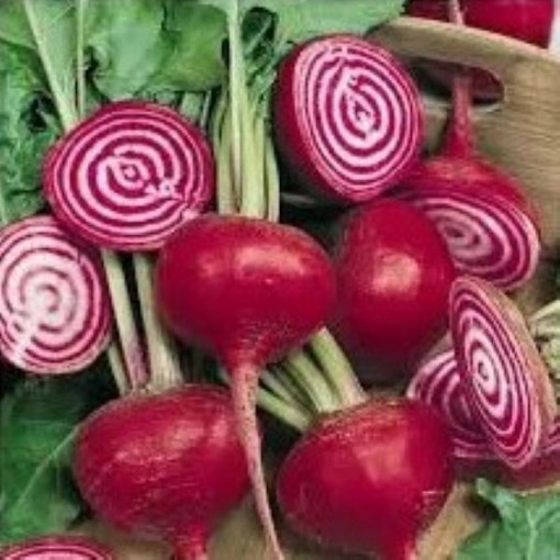 Chioggia Beets BT1-100