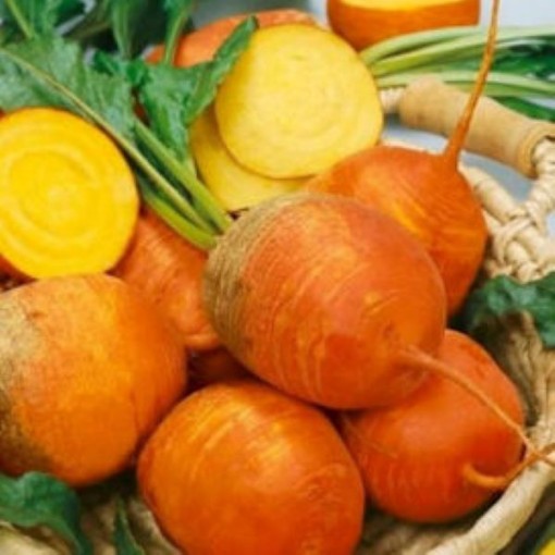 Golden Detroit Beets BT22-100