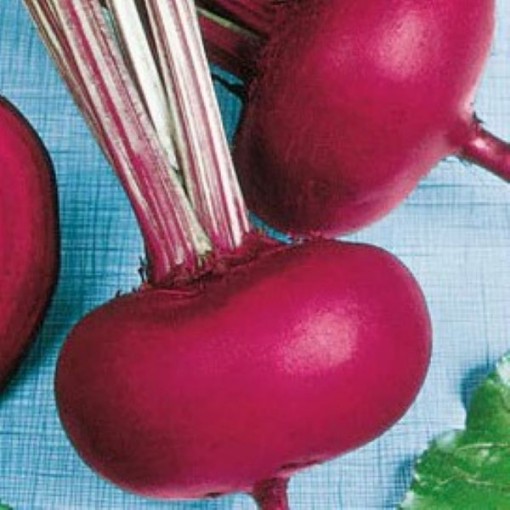 Piatta D'Egitto Beets BT15-100