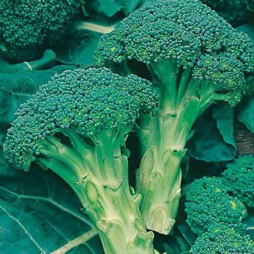 Calabrese Broccoli BR1-200