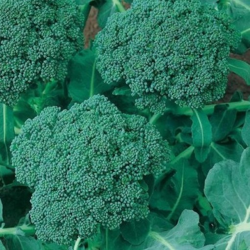 Waltham 29 Broccoli BR6-200