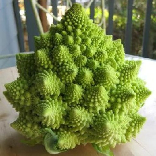 Romanesco Italia Broccoli BR16-250