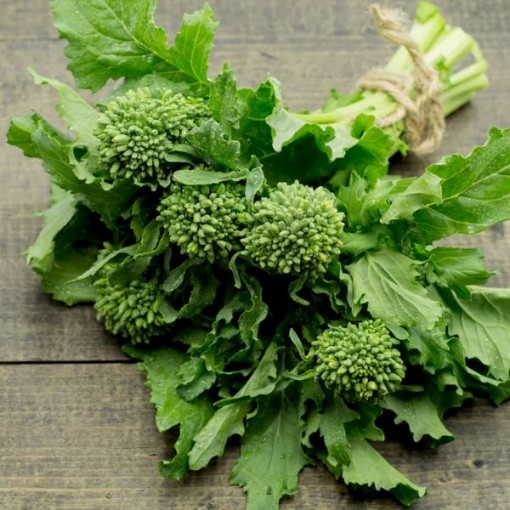Spring Rapini Broccoli Raab BR28-500