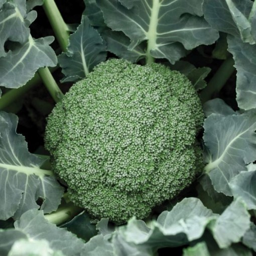 Destiny Broccoli BR30-50