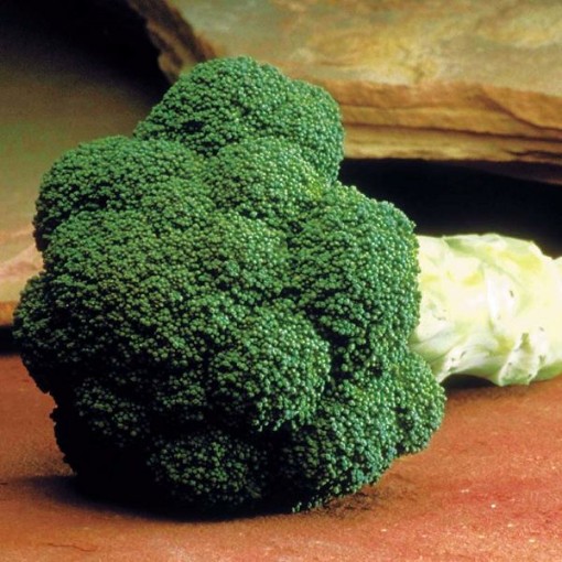 Marathon Broccoli BR31-100
