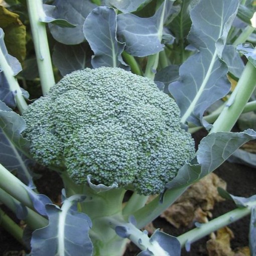 Lieutenant Broccoli BR32-100