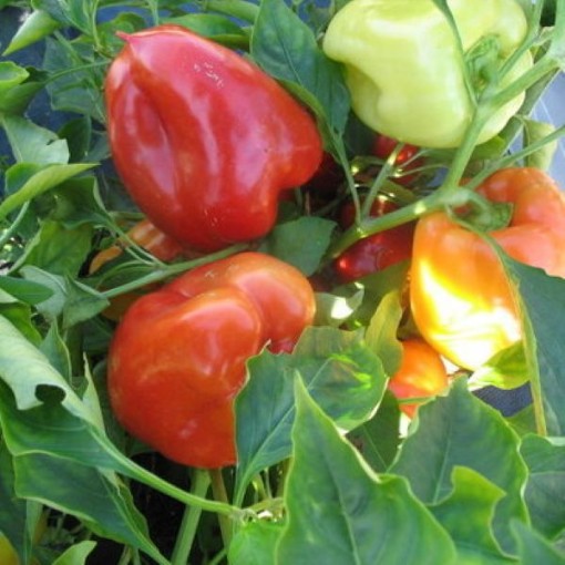 Garden Sunshine Peppers SP219-10