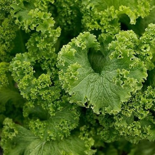 Southern Giant Curled Mustard MU1-1000
