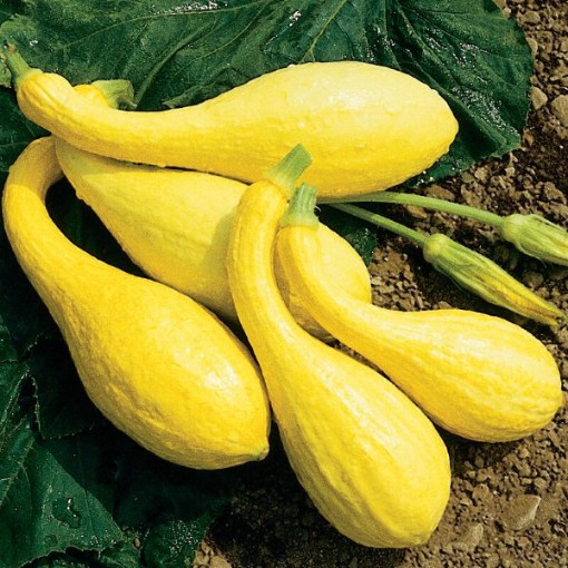 Yellow Crookneck Squash SQ23-30