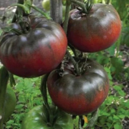 Black from Tula Tomato TM13-20