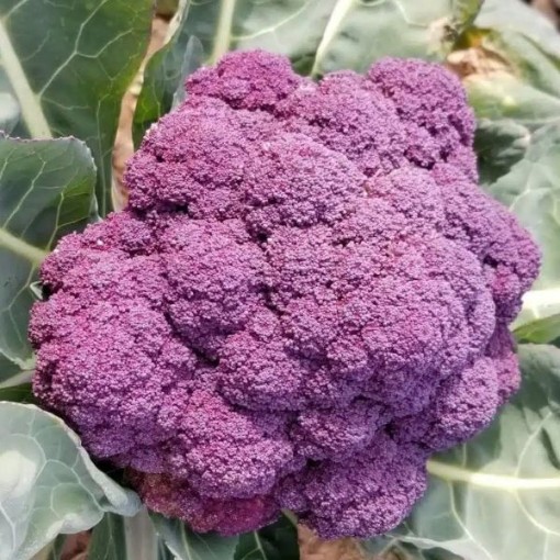 Jacaranda Broccoli BR39-25