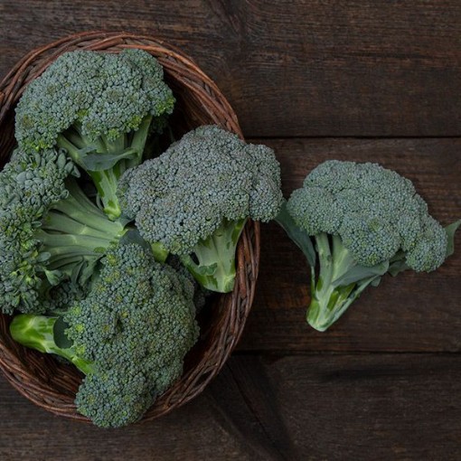 Umpqua Broccoli BR40-100