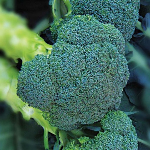 Asteroid Broccoli BR42-100