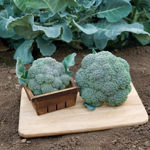 Belstar Broccoli BR44-50