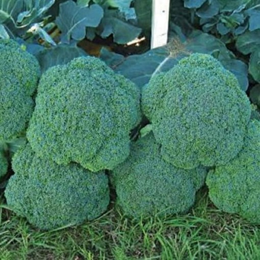 Luna Broccoli BR47-100