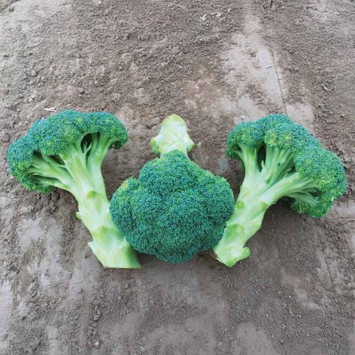 Spectre Broccoli BR48-100