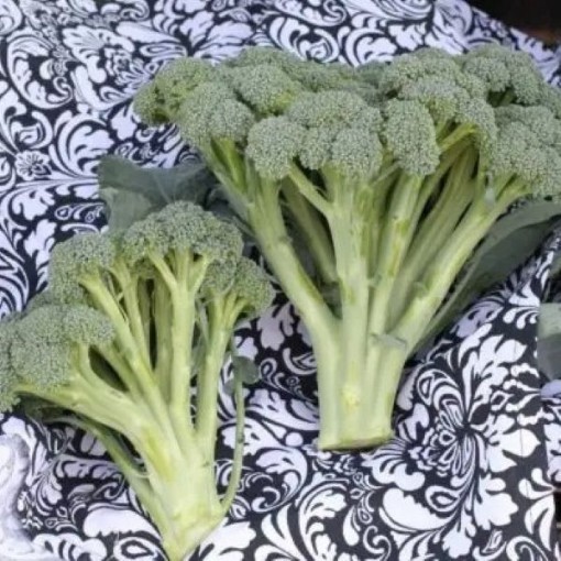 Monflor Broccoli BR53-100