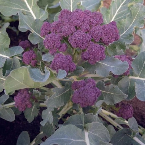 Burgundy Sprouting Broccoli BR60-25
