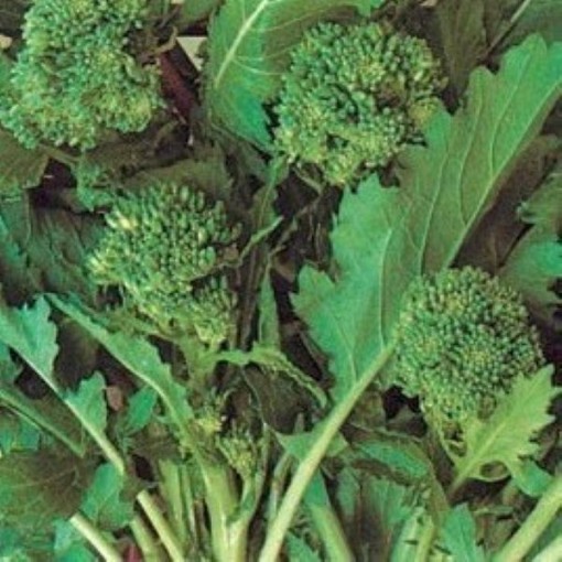 Sessantina Riccia di Sarno Broccoli Raab BR64-250