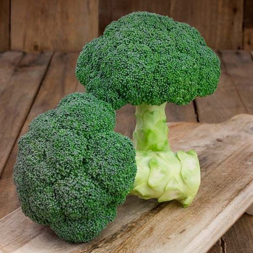 Emerald Jewel Broccoli BR66-100