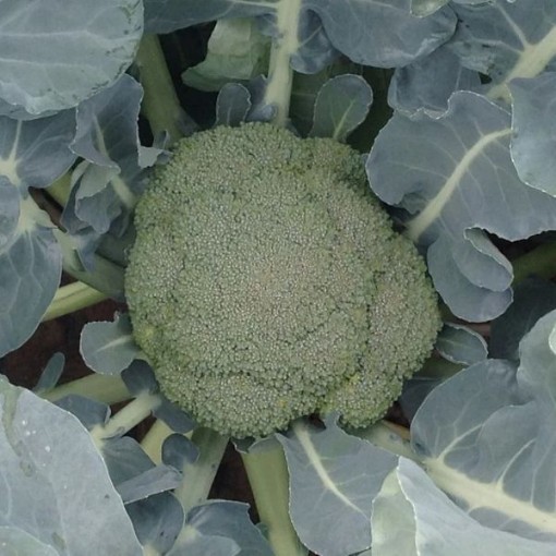 Abrams Broccoli BR67-100