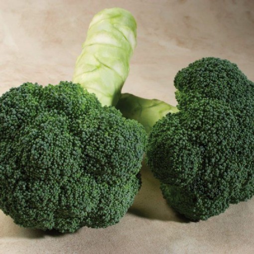 Green Gold Broccoli BR73-100