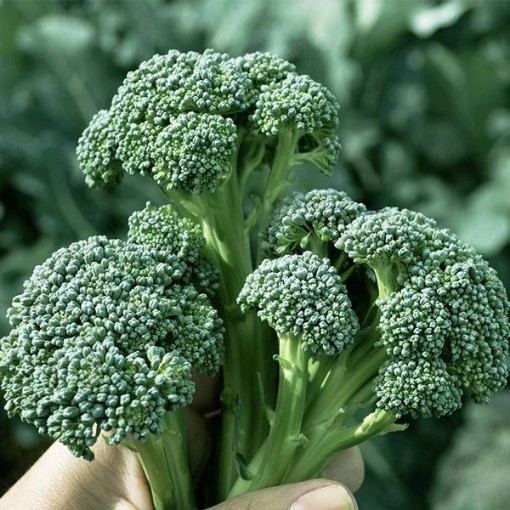 Montebello Broccoli BR74-50