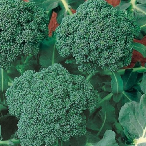 Italian Sprouting Broccoli BR77-250
