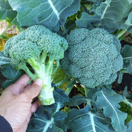 Kingdom Broccoli BR78-100