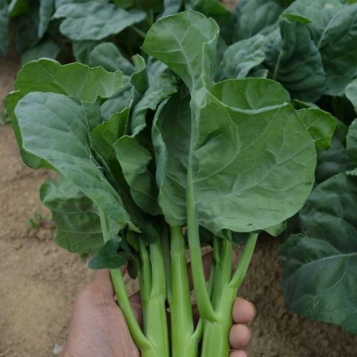 Early Jade Chinese Broccoli BR81-100