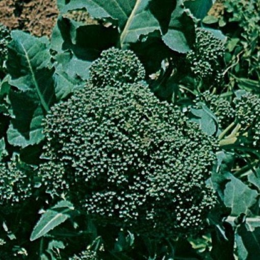 Ramoso Santana Broccoli BR82-250