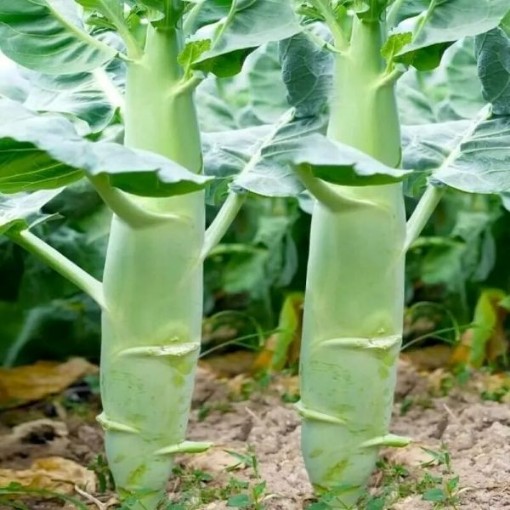 Big Stem Chinese Broccoli BR85-250