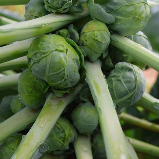 Jade Cross Brussels Sprouts BS2-250