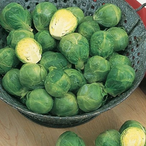 Long Island Improved Brussels Sprouts BS3-500