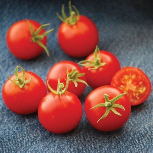 42 Day Tomato TM920-20