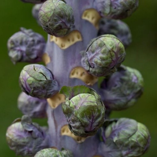 Red Bull Brussels Sprouts BS11-100