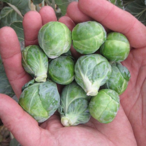 Dagan Brussels Sprouts BS12-50