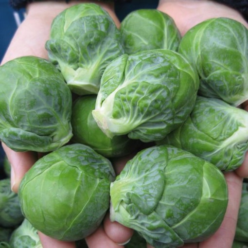 Marte Brussels Sprouts BS13-50