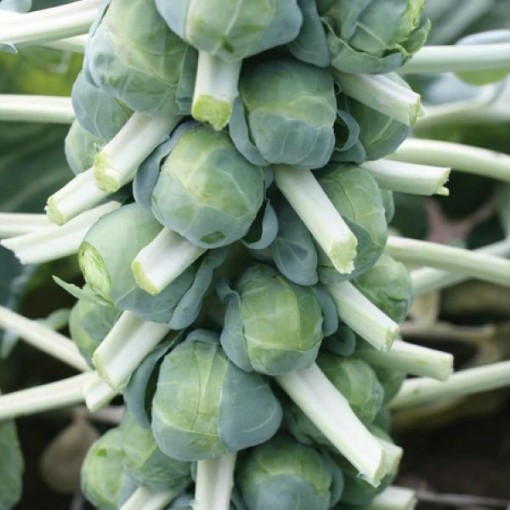 Franklin Brussels Sprouts BS15-50