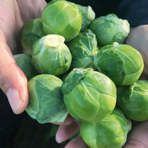 Silvia Brussels Sprouts BS16-50