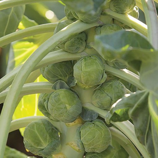 Gladius Brussels Sprouts BS17-25