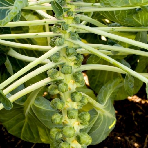 Cryptus Brussels Sprouts BS18-25
