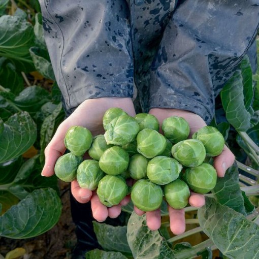 Attis Brussels Sprouts BS19-25