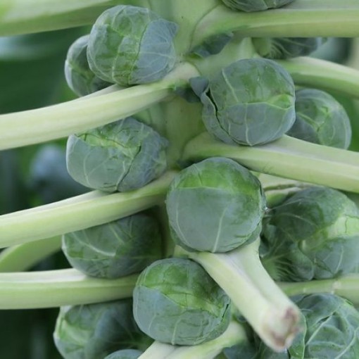 Scorpius Brussels Sprouts BR20-25