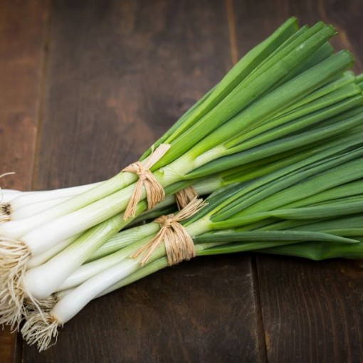 Evergreen White Bunching Onions ON25-500