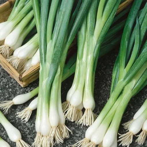 White Lisbon Bunching Onions ON43-500