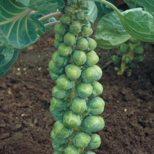 Confidant Brussels Sprouts BS23-50