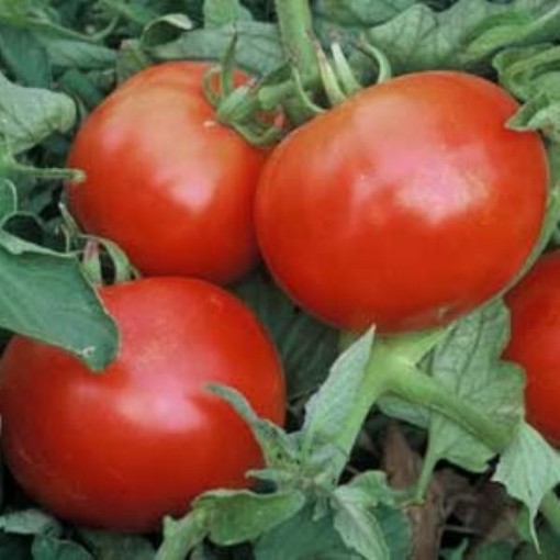 Mountain Pride Tomato TM85-20