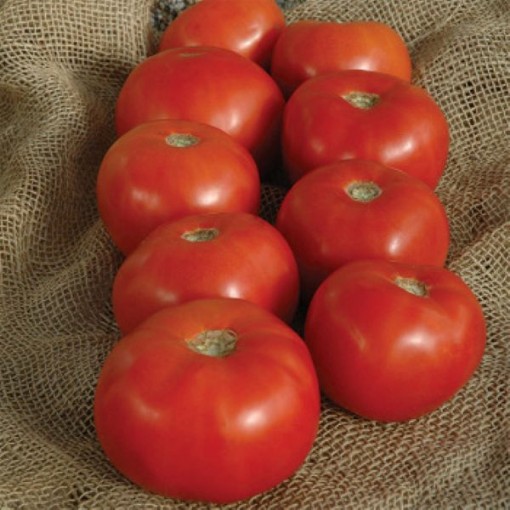 Mountain Majesty Tomato TM856-10